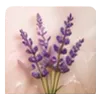 Lavanda de listón