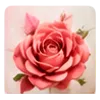 Rosa de listón