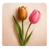 Tulipanes de listón